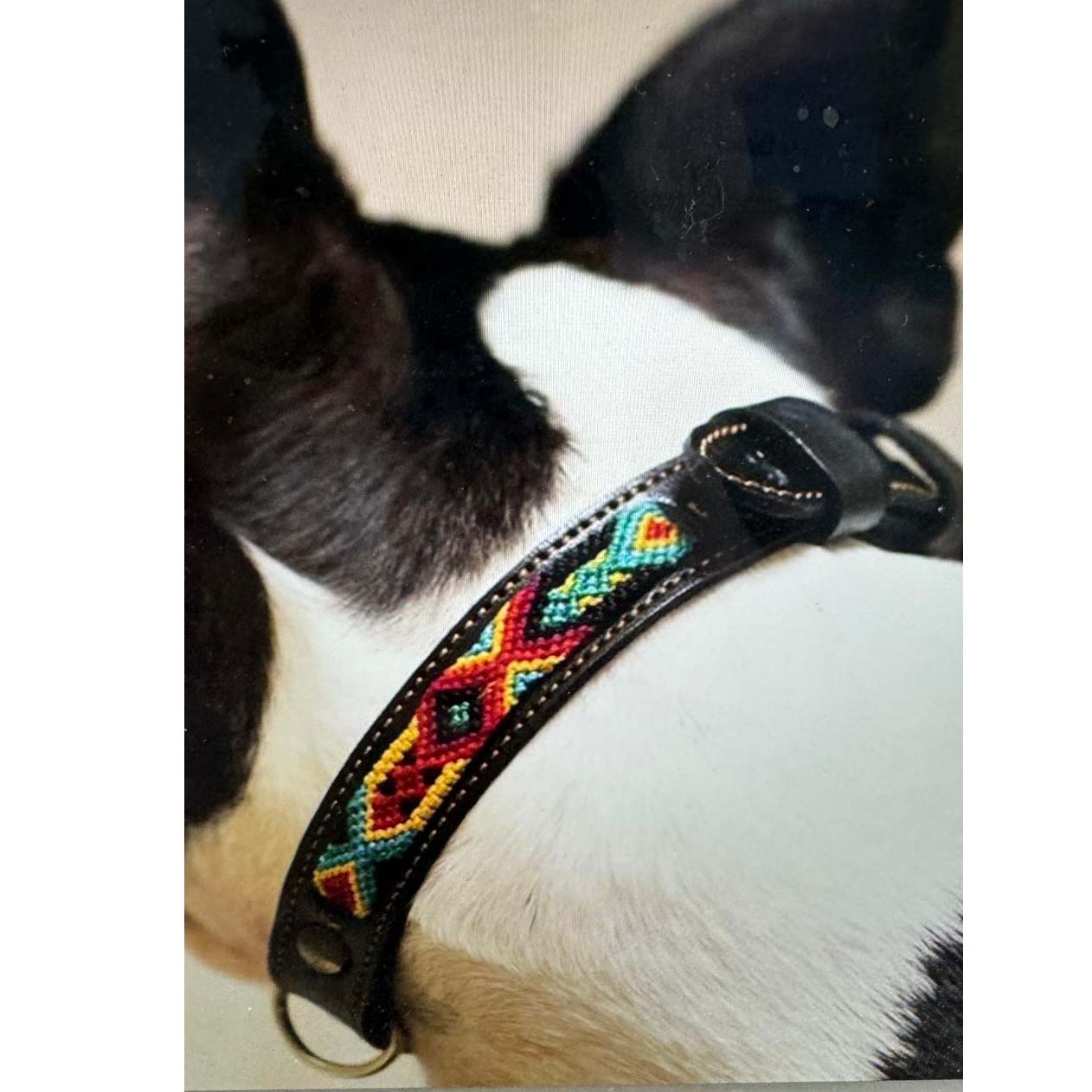 Dog Collars & Leashes
